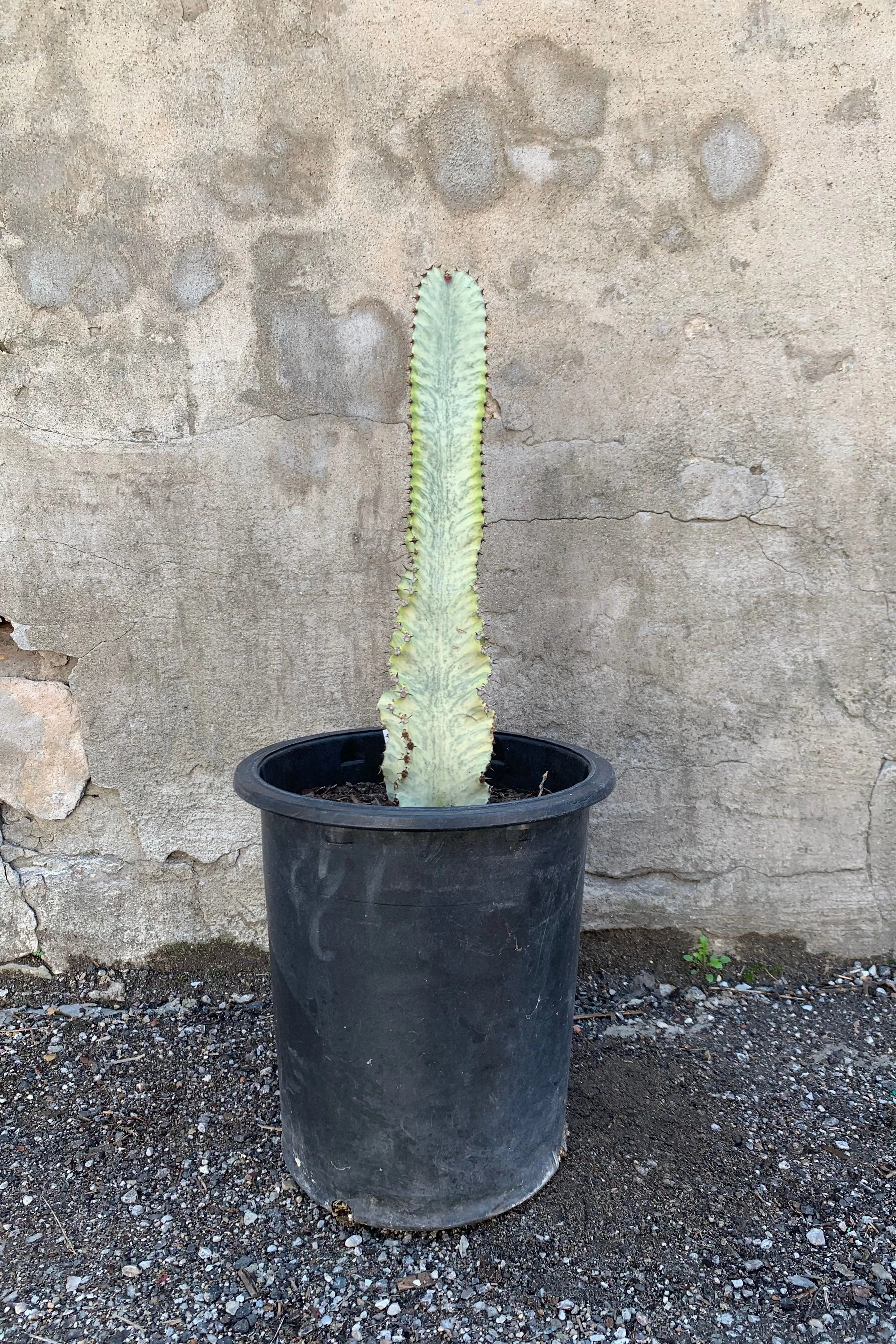 Euphorbia ammak 'Variegata' #5