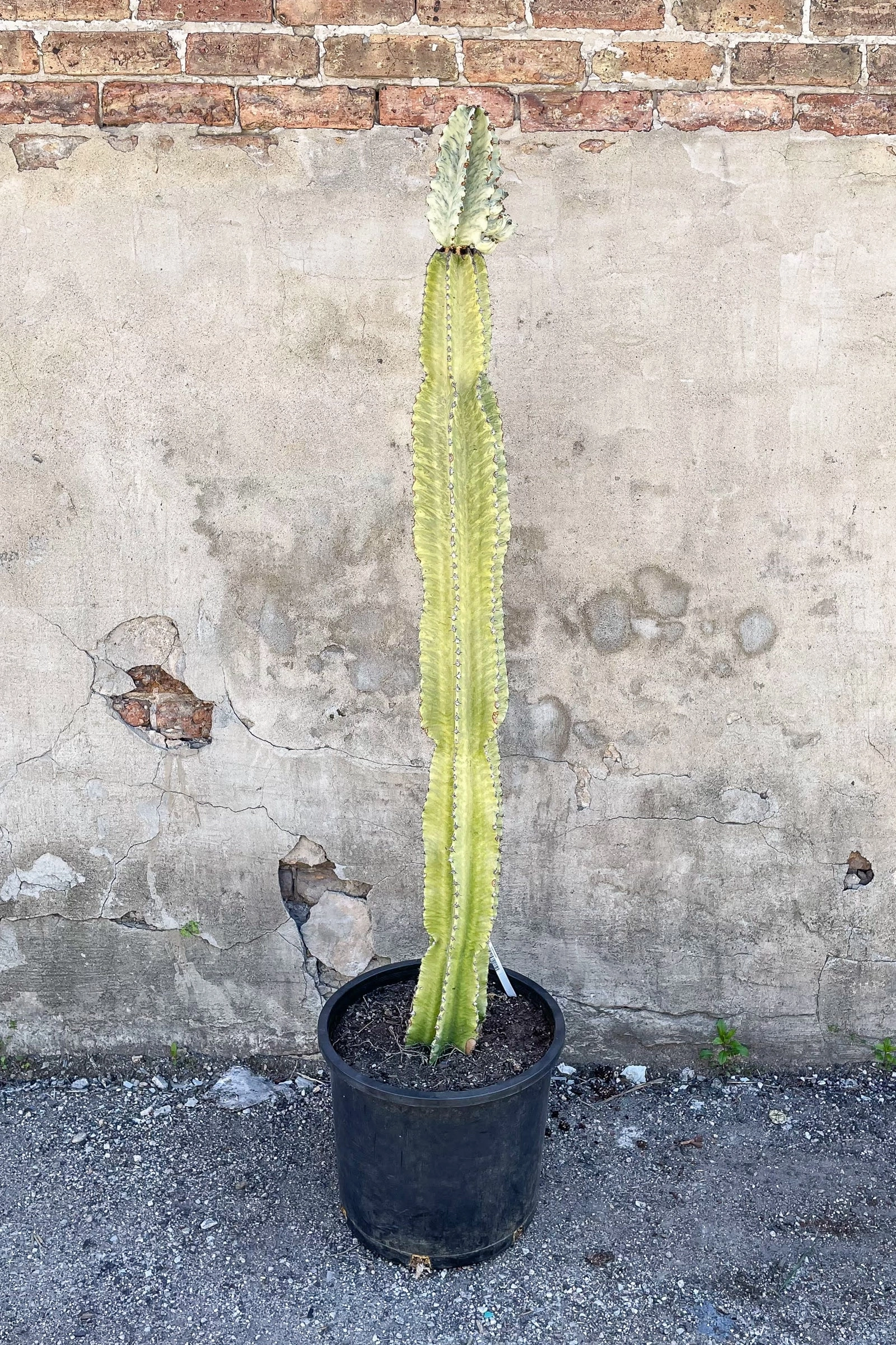 Euphorbia ammak 'Variegata' #7