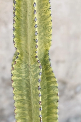 Euphorbia ammak 'Variegata' #7 medium flower pot  