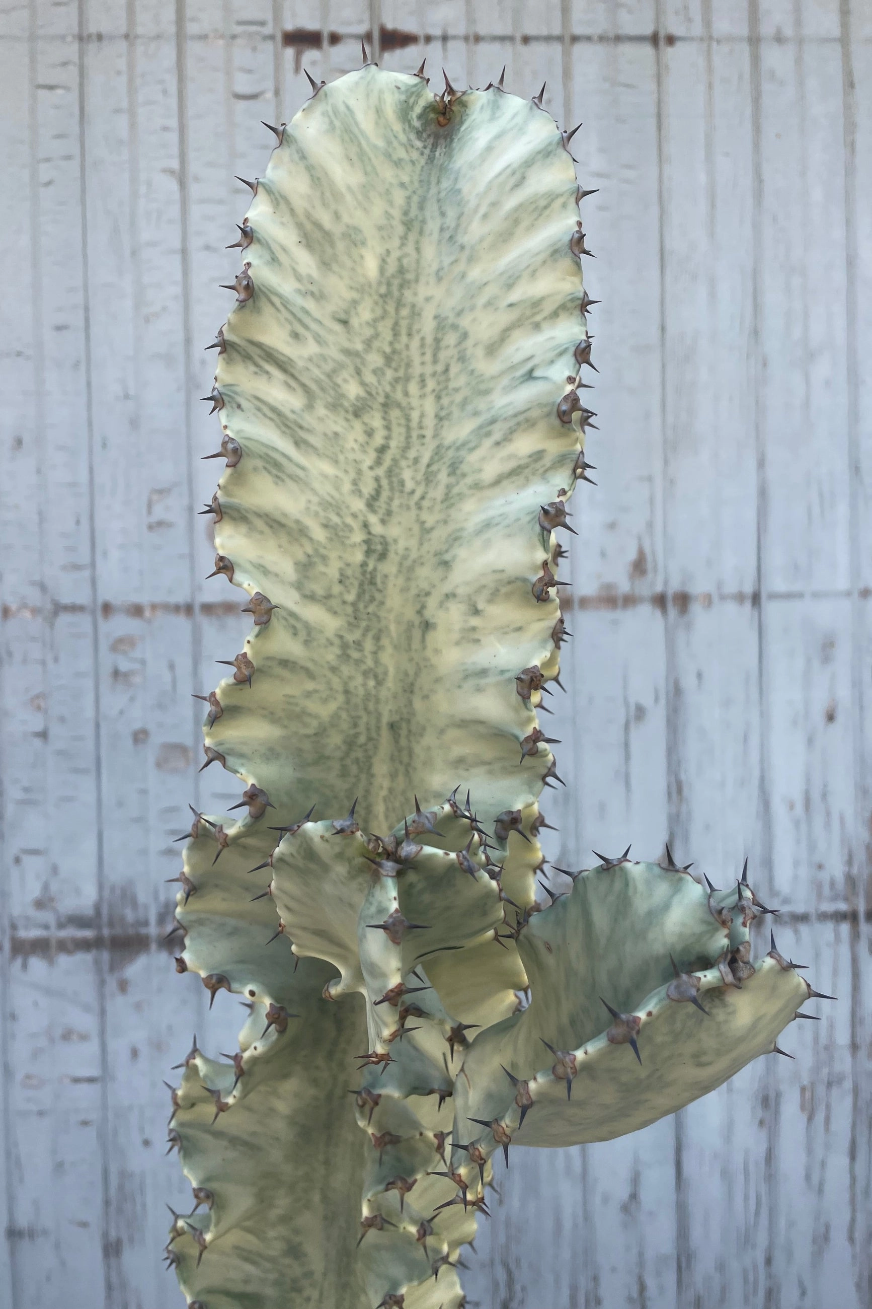 Euphorbia ammak 'Variegata' #7