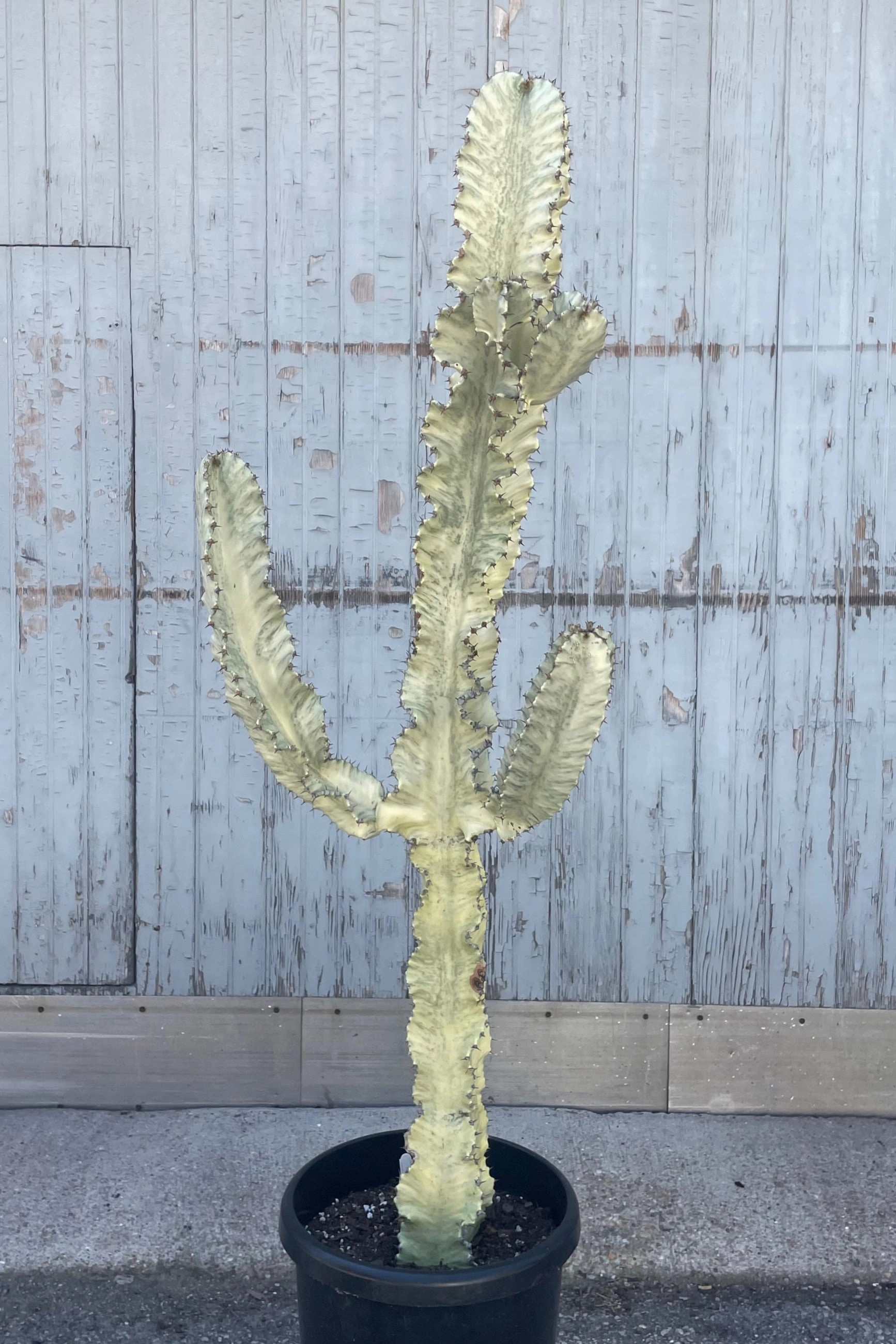 Euphorbia ammak 'Variegata' #7