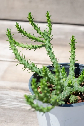 Euphorbia flanaganii "Medusa Head" 4" medium flower pot  