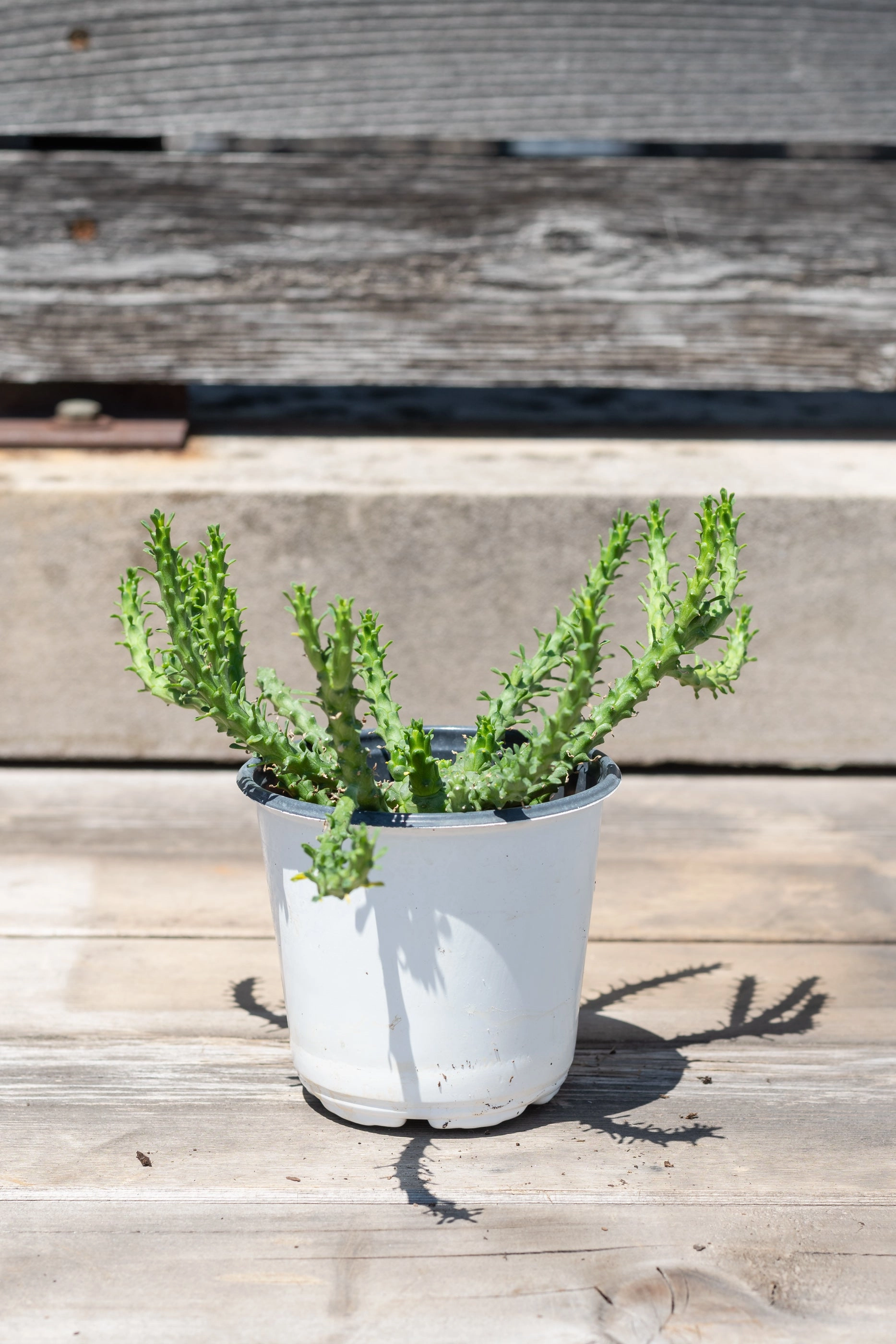 Euphorbia flanaganii "Medusa Head" 4"