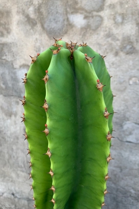 Euphorbia ingens #5 medium flower pot  