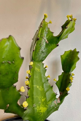 Euphorbia ingens 6" medium flower pot  