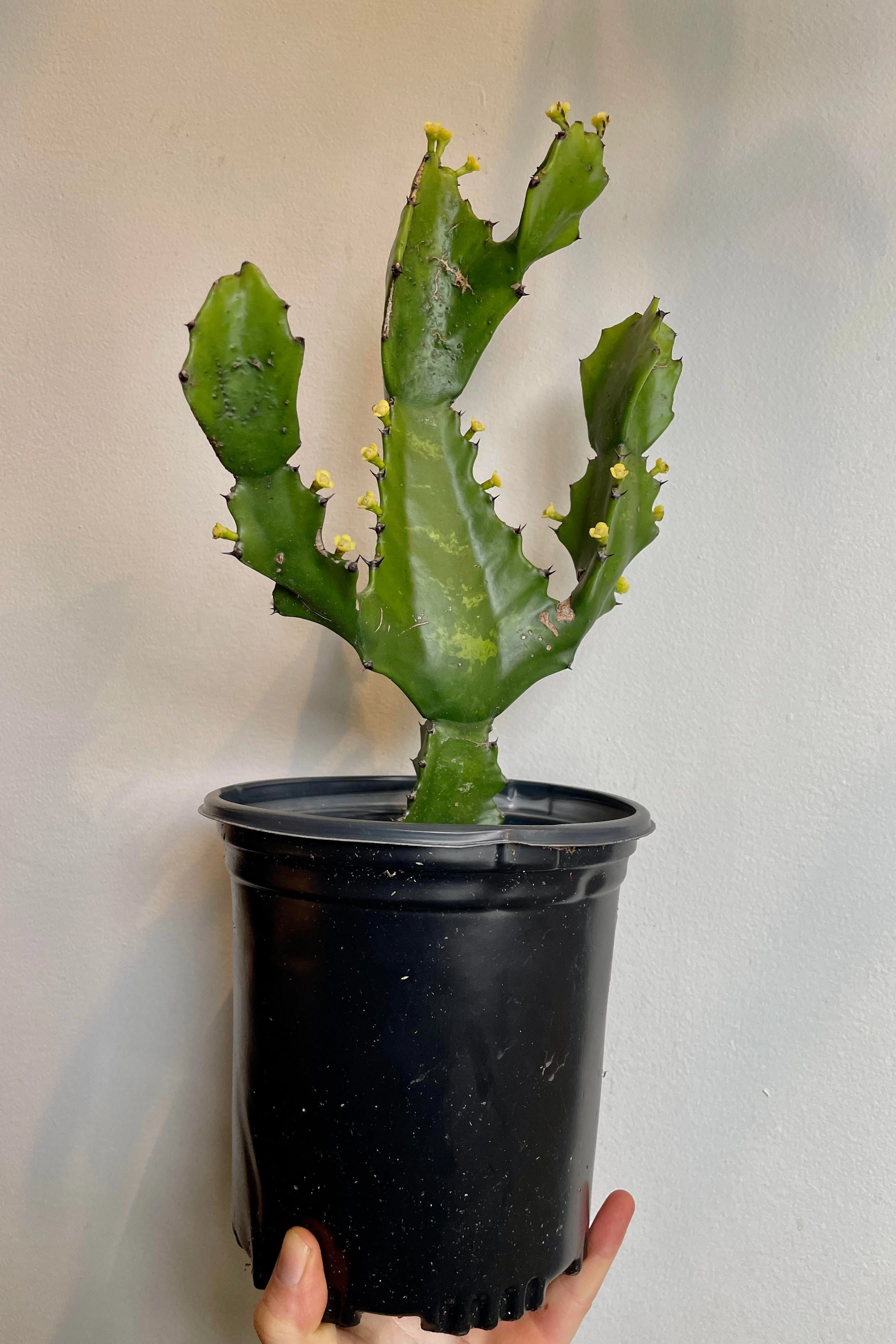 Euphorbia ingens 6"