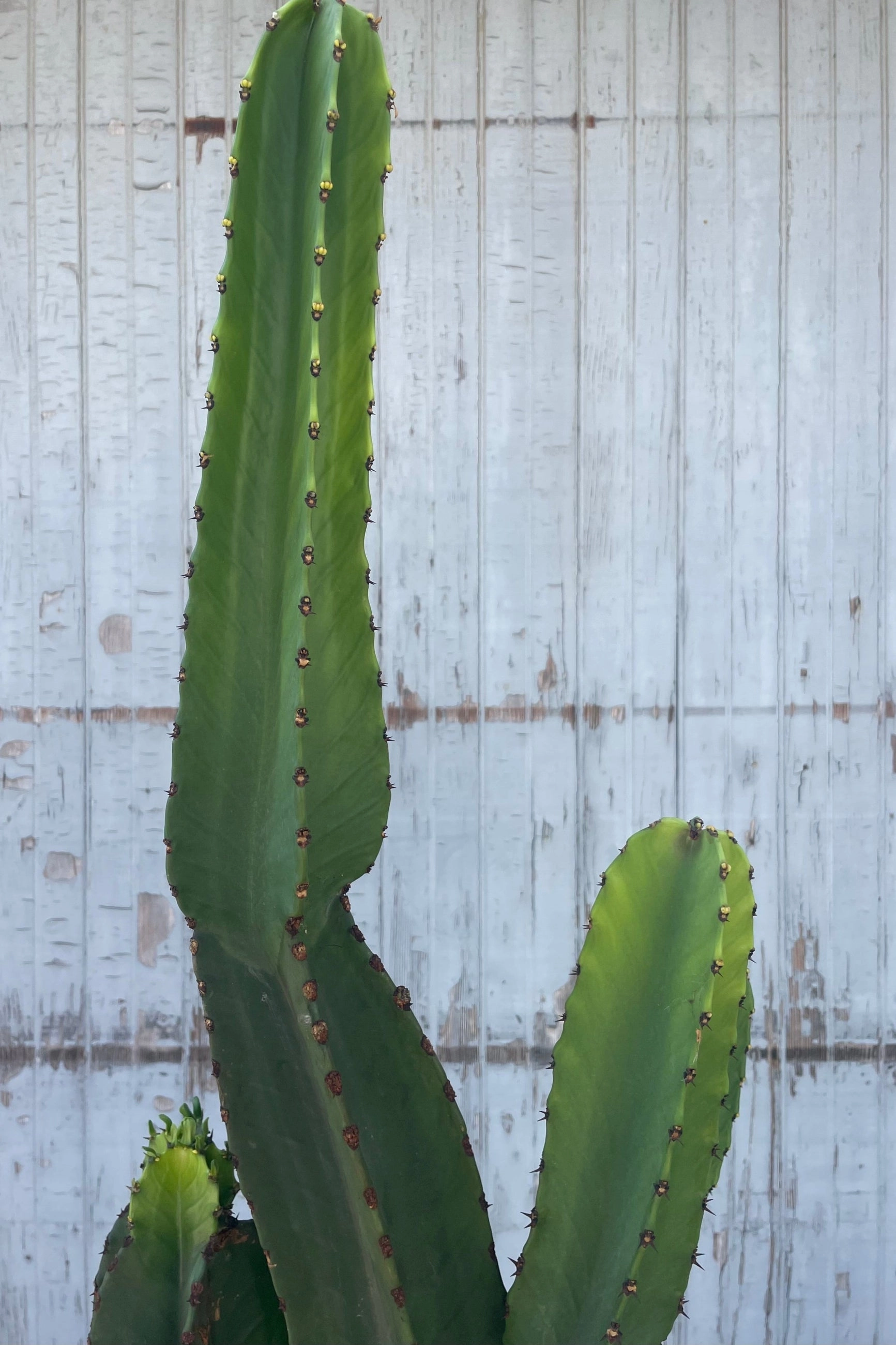 Euphorbia ingens #7