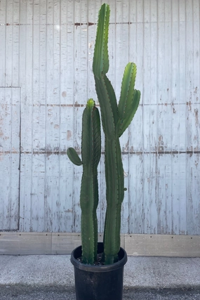 Euphorbia ingens #7 medium flower pot  