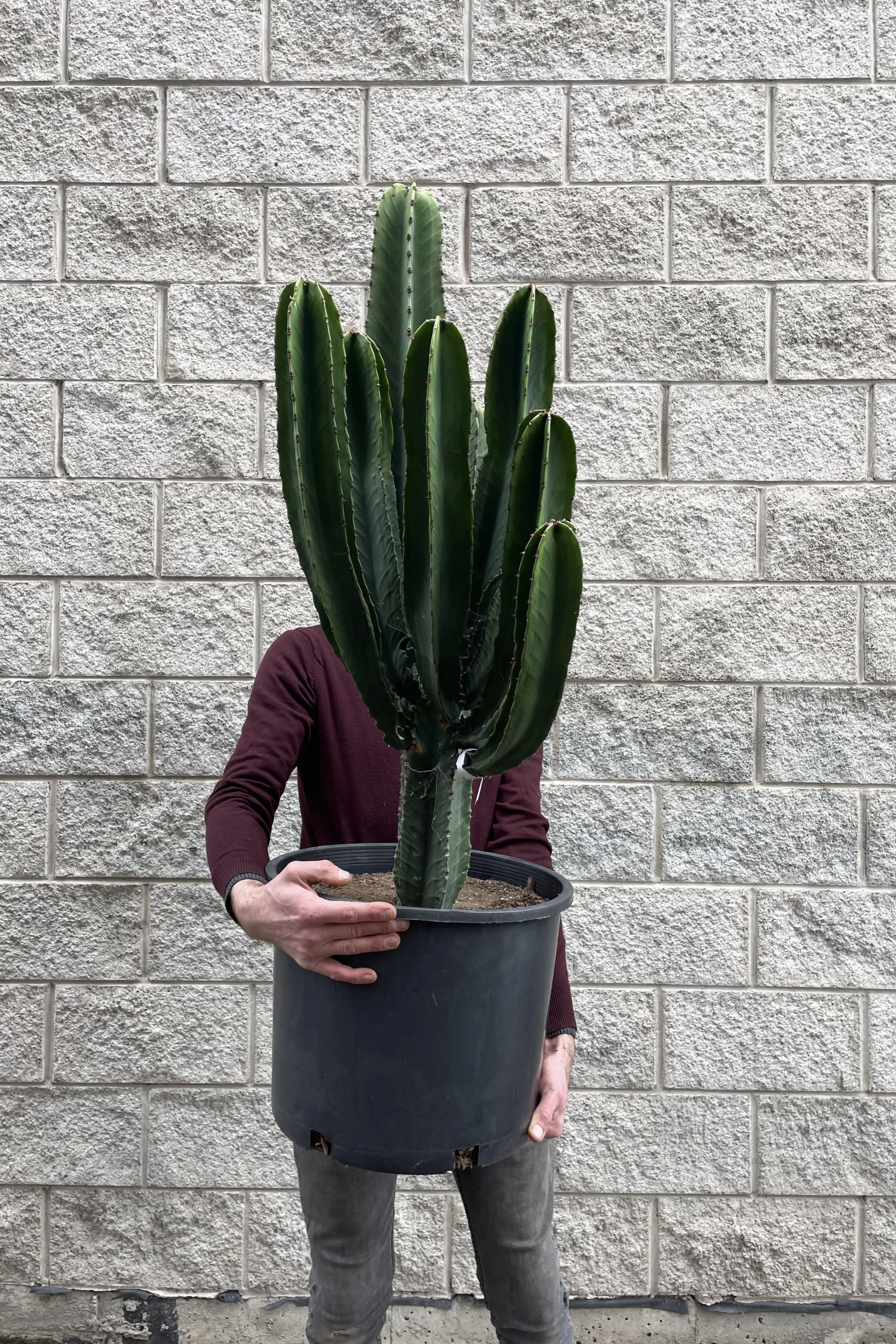 Euphorbia ingens #7