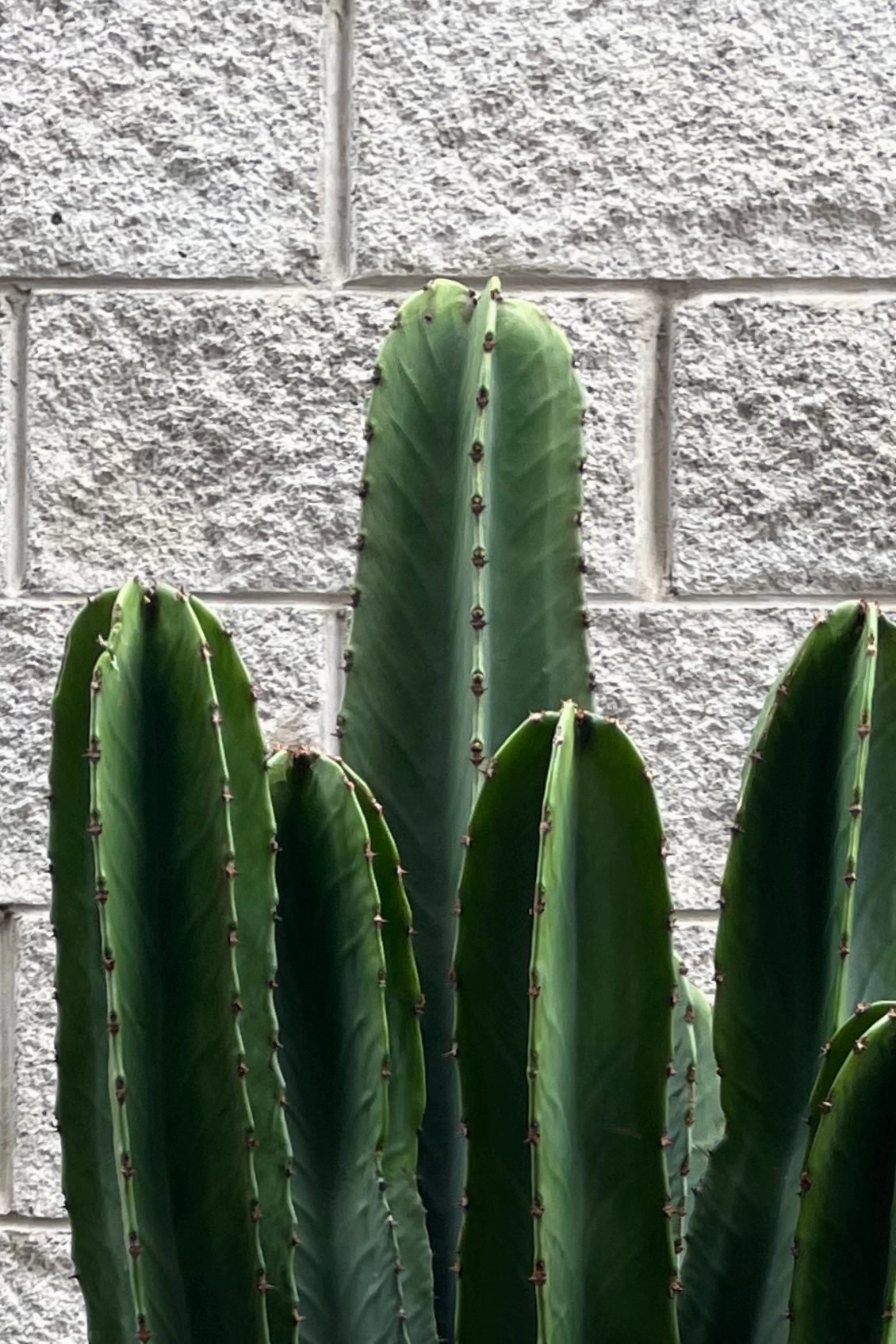 Euphorbia ingens #7