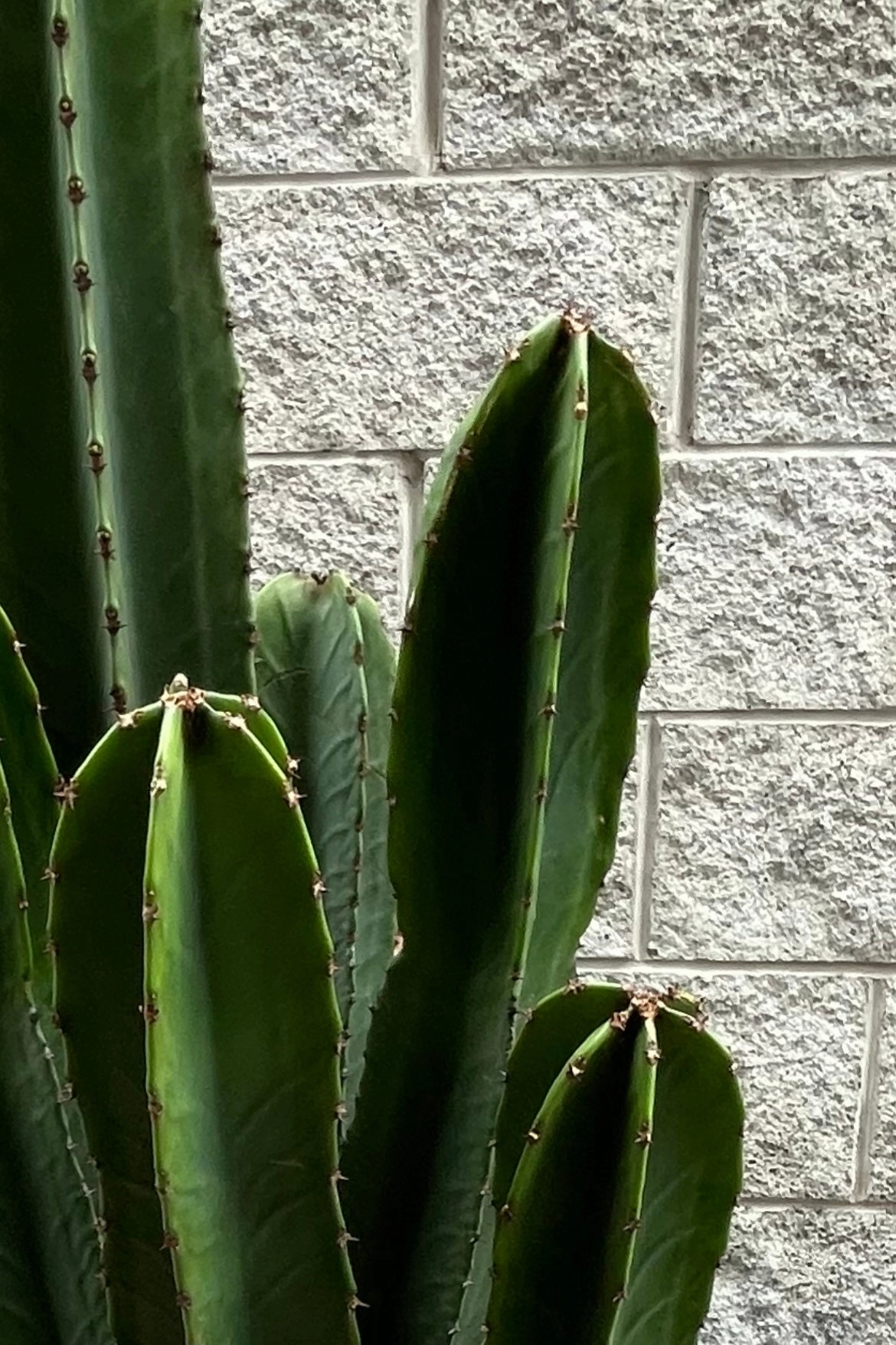 Euphorbia ingens #7