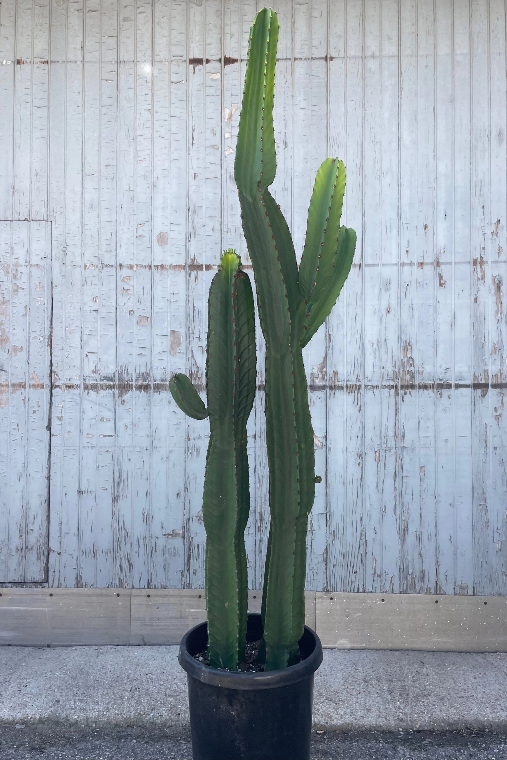 Euphorbia ingens #7 medium flower pot  