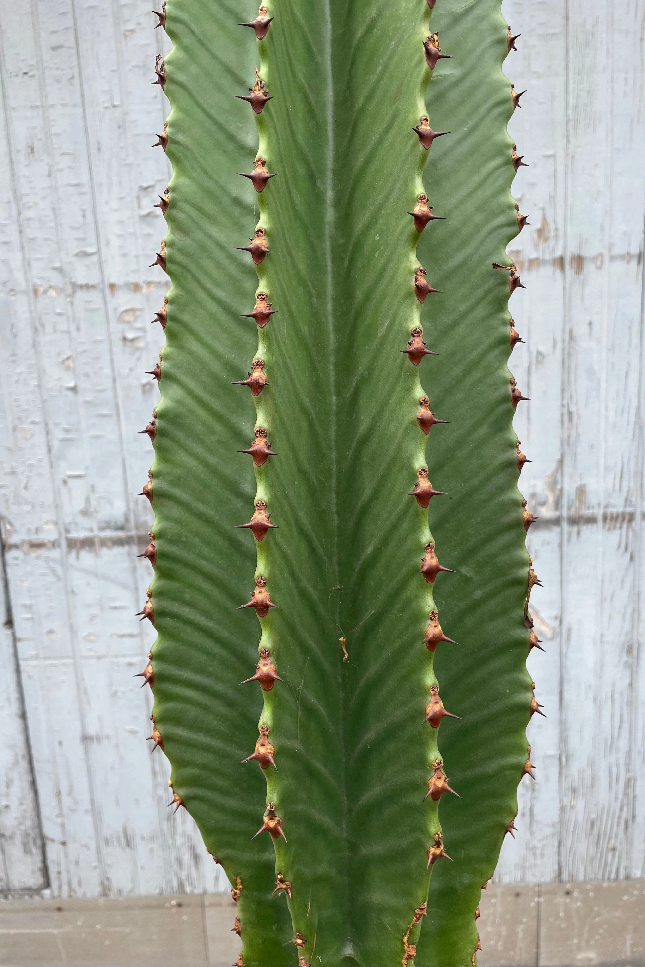 Euphorbia ingens 'Chocolate Drop' #15