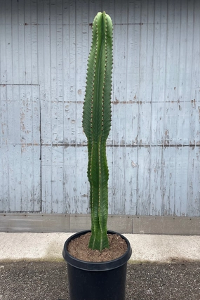 Euphorbia ingens 'Chocolate Drop' #15 medium flower pot  