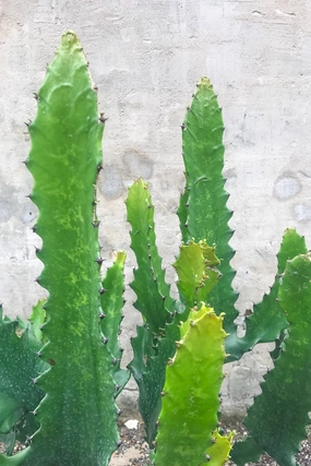 Euphorbia lactea 14" medium flower pot  
