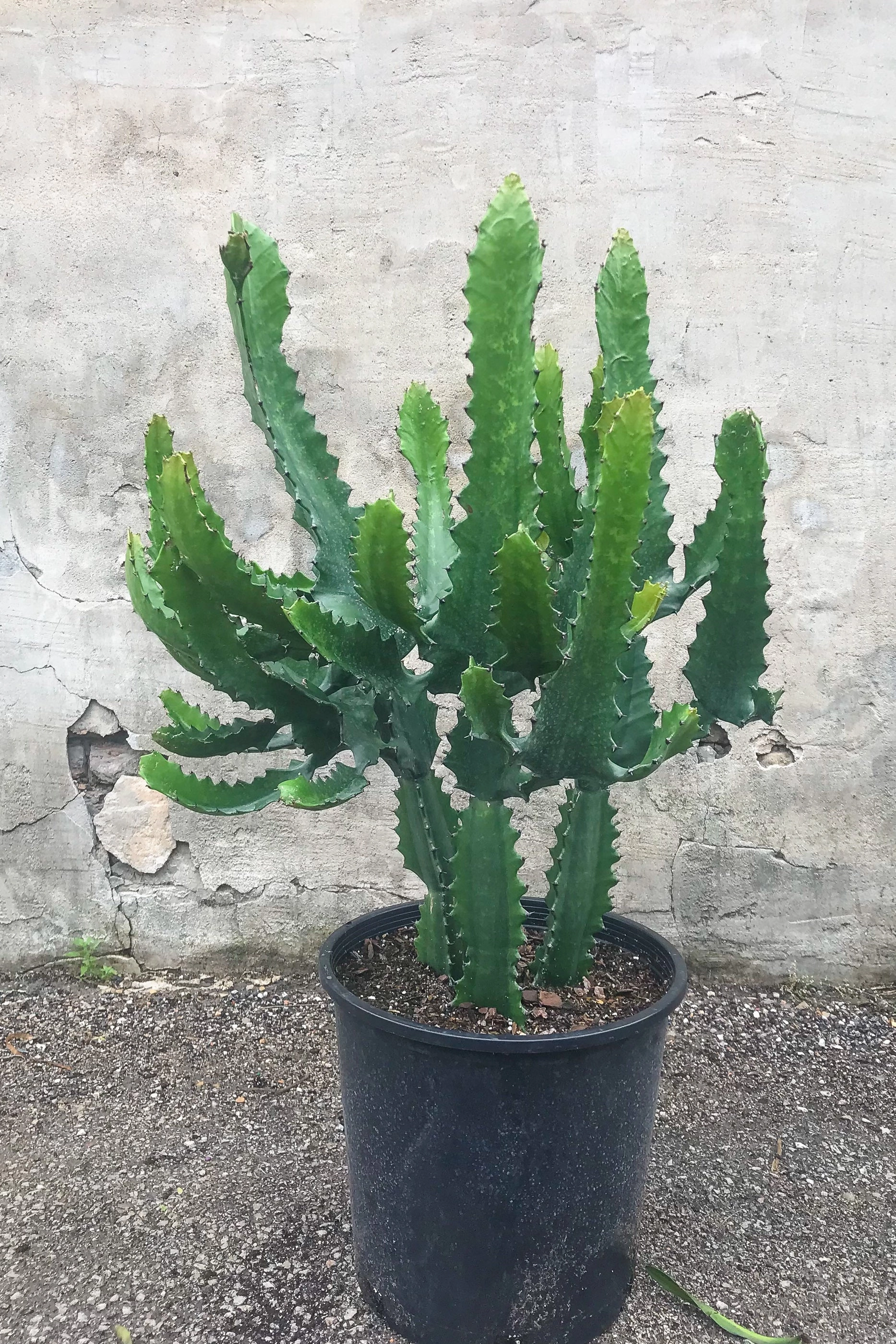 Euphorbia lactea 14"