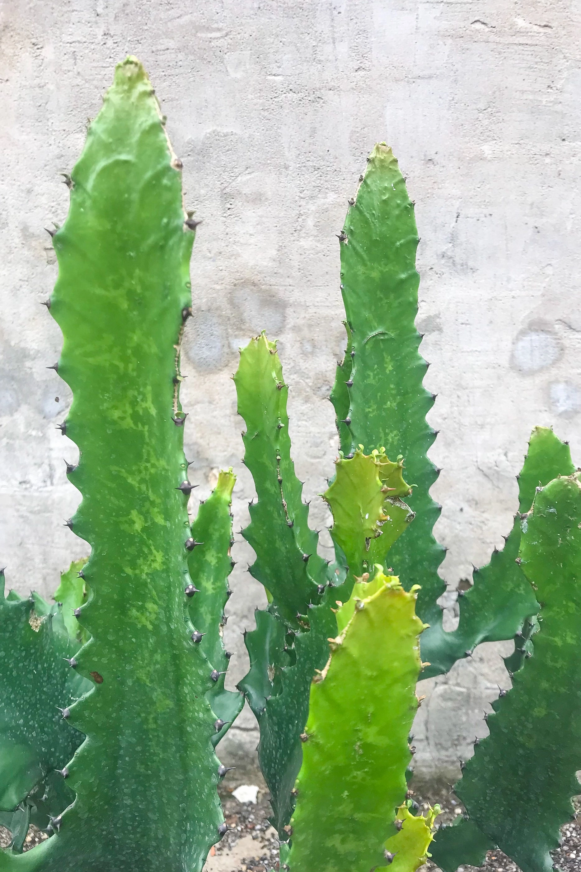 Euphorbia lactea 14" medium flower pot  