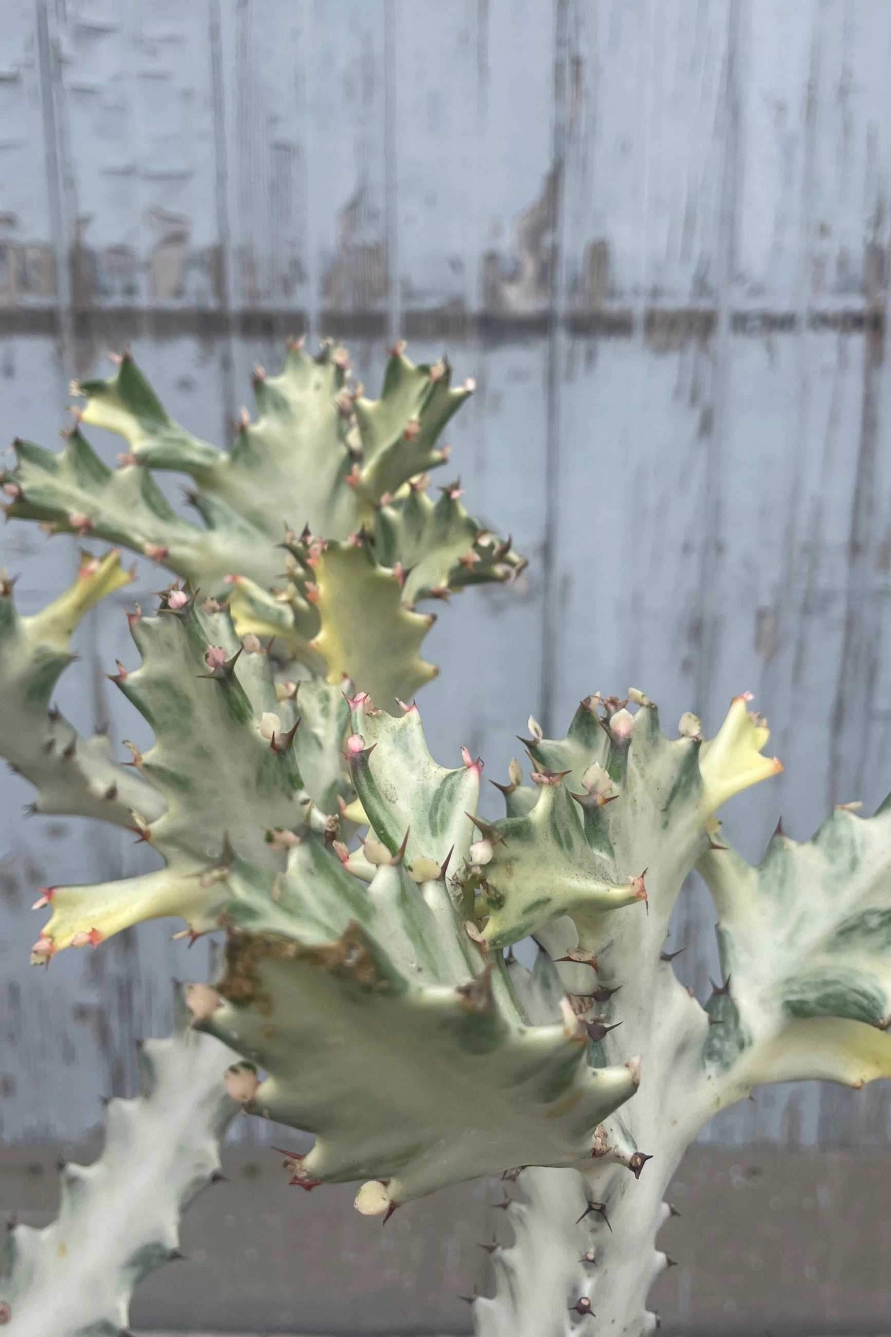 Euphorbia lactea variegata "White Ghost" 14"