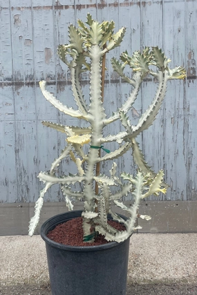 Euphorbia lactea variegata "White Ghost" 14" medium flower pot  
