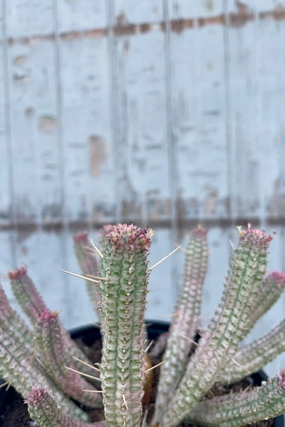 Euphorbia mammillaris 'CornCob' 6" medium flower pot  