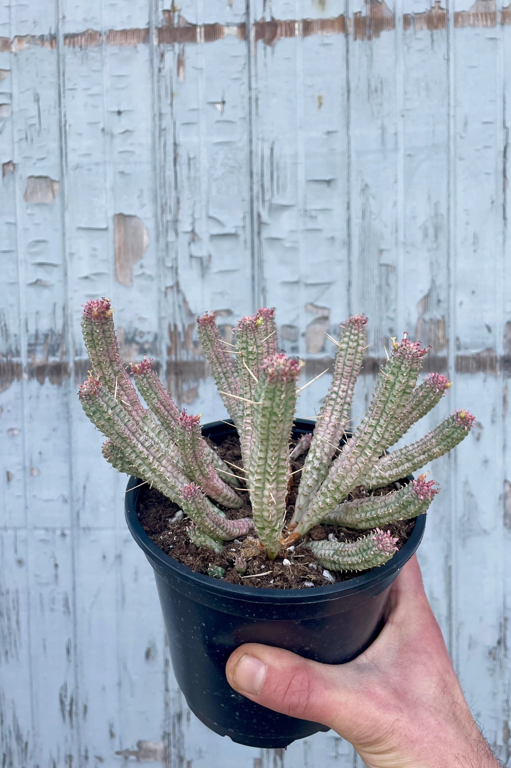 Euphorbia mammillaris 'CornCob' 6"