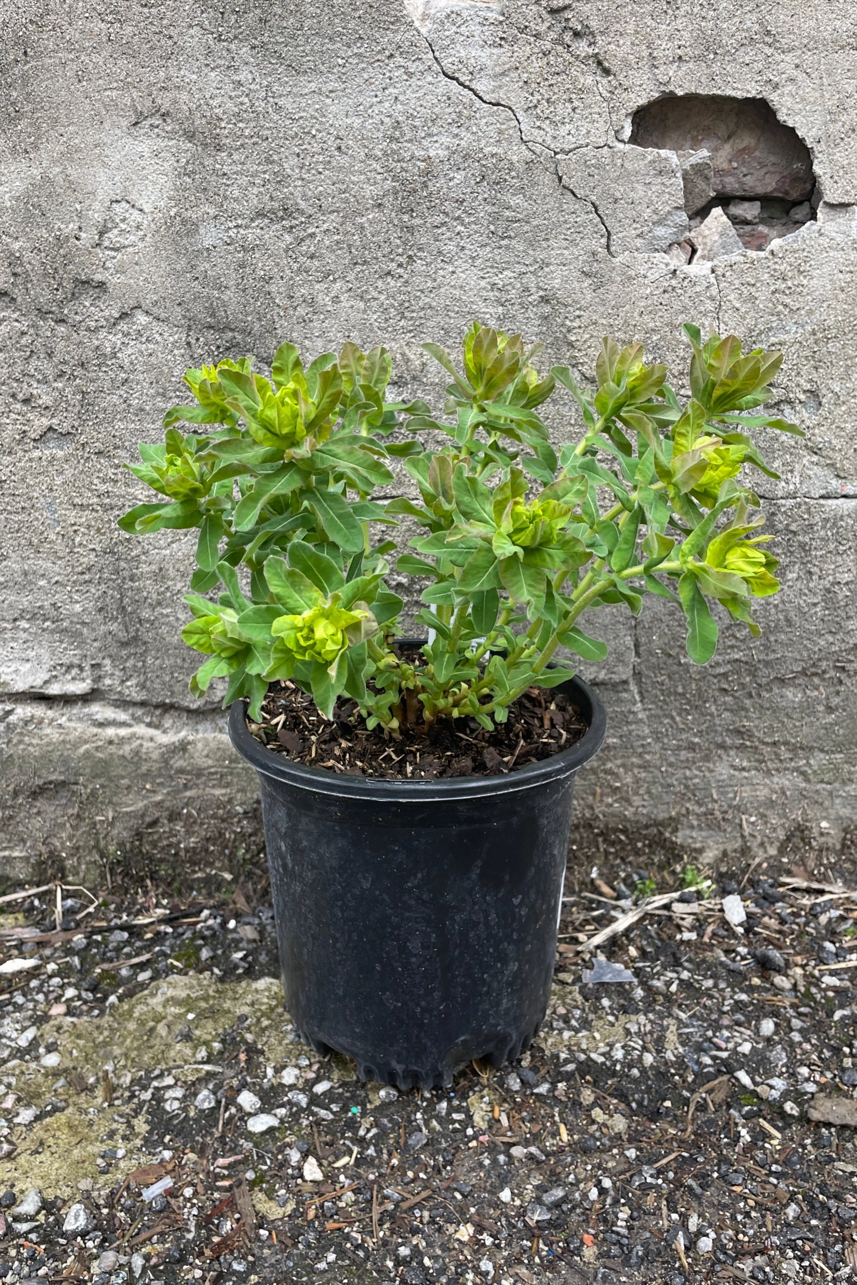 Euphorbia polychroma #1