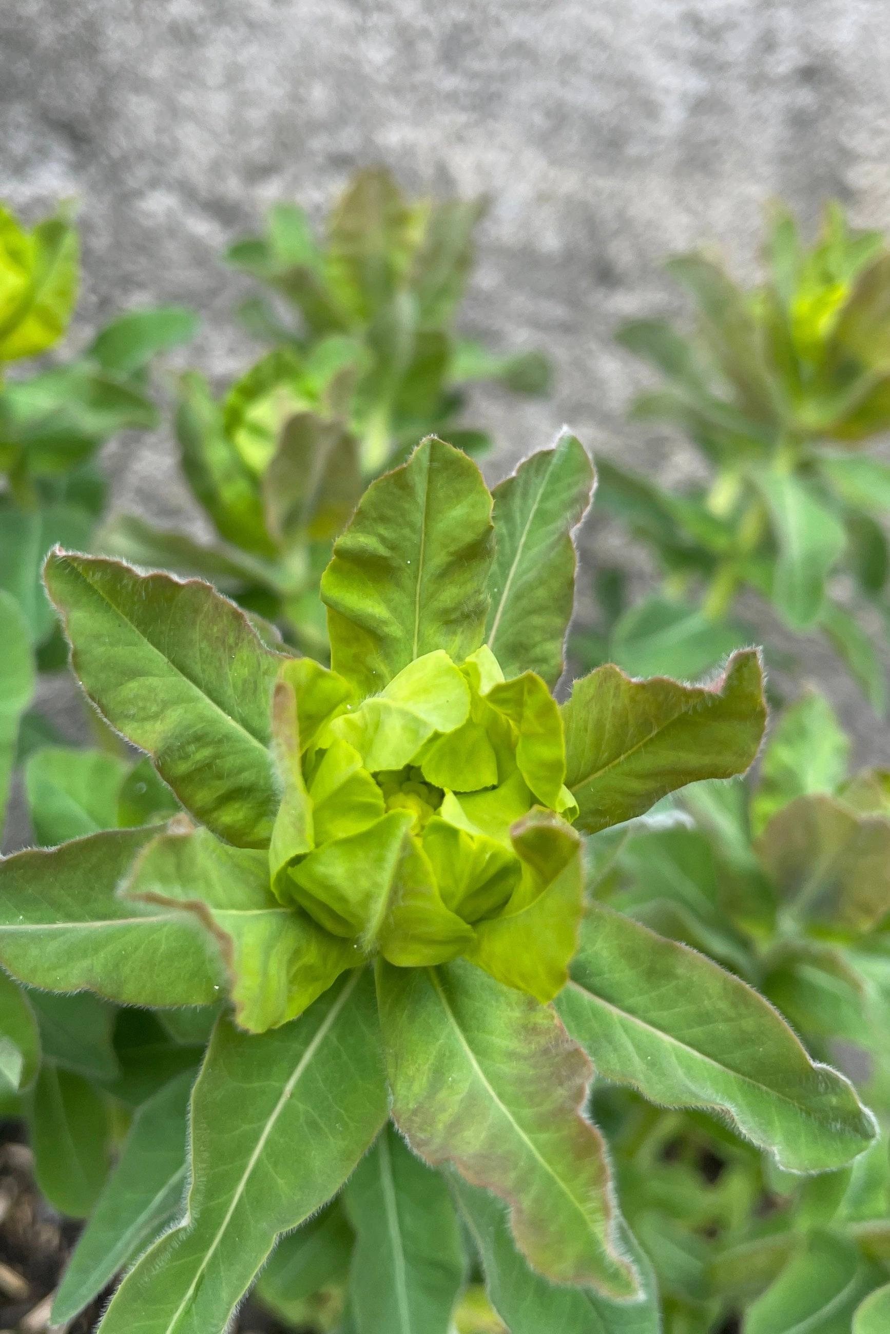 Euphorbia polychroma #1