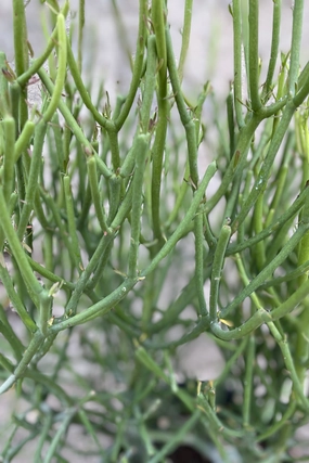 Euphorbia tirucalli "Pencil Cactus" 10" medium flower pot  