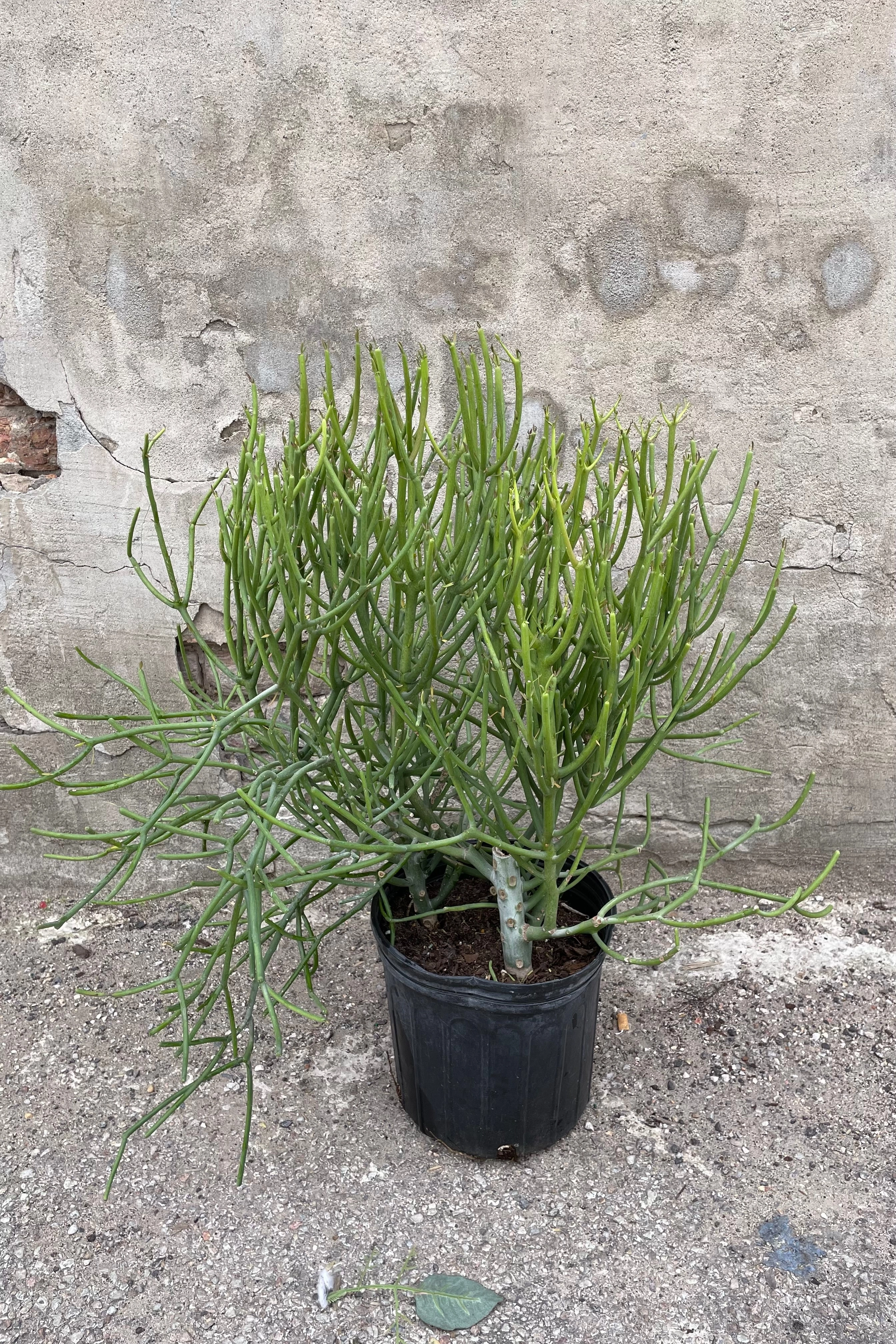 Euphorbia tirucalli "Pencil Cactus" 10"