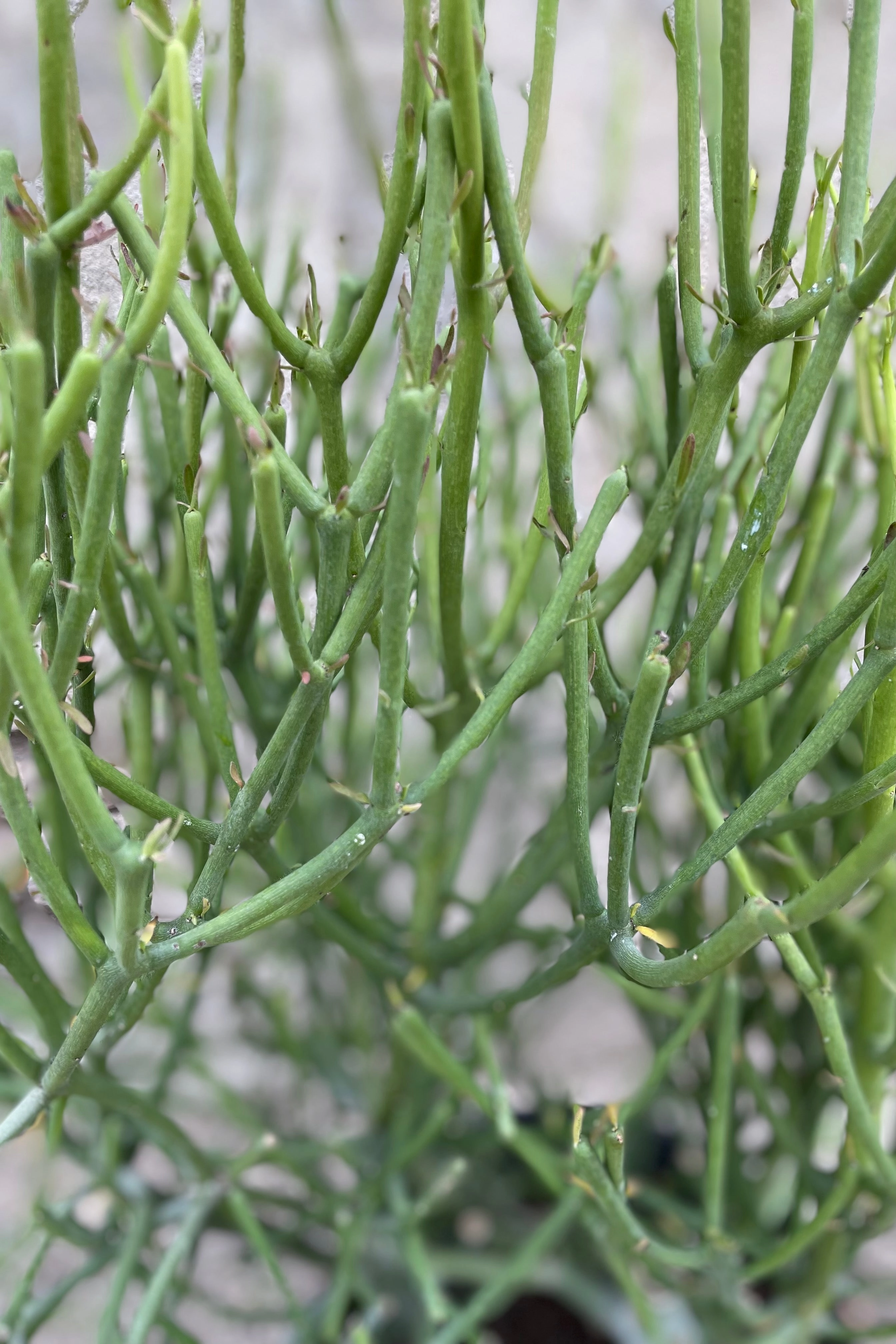 Euphorbia tirucalli "Pencil Cactus" 10" medium flower pot  