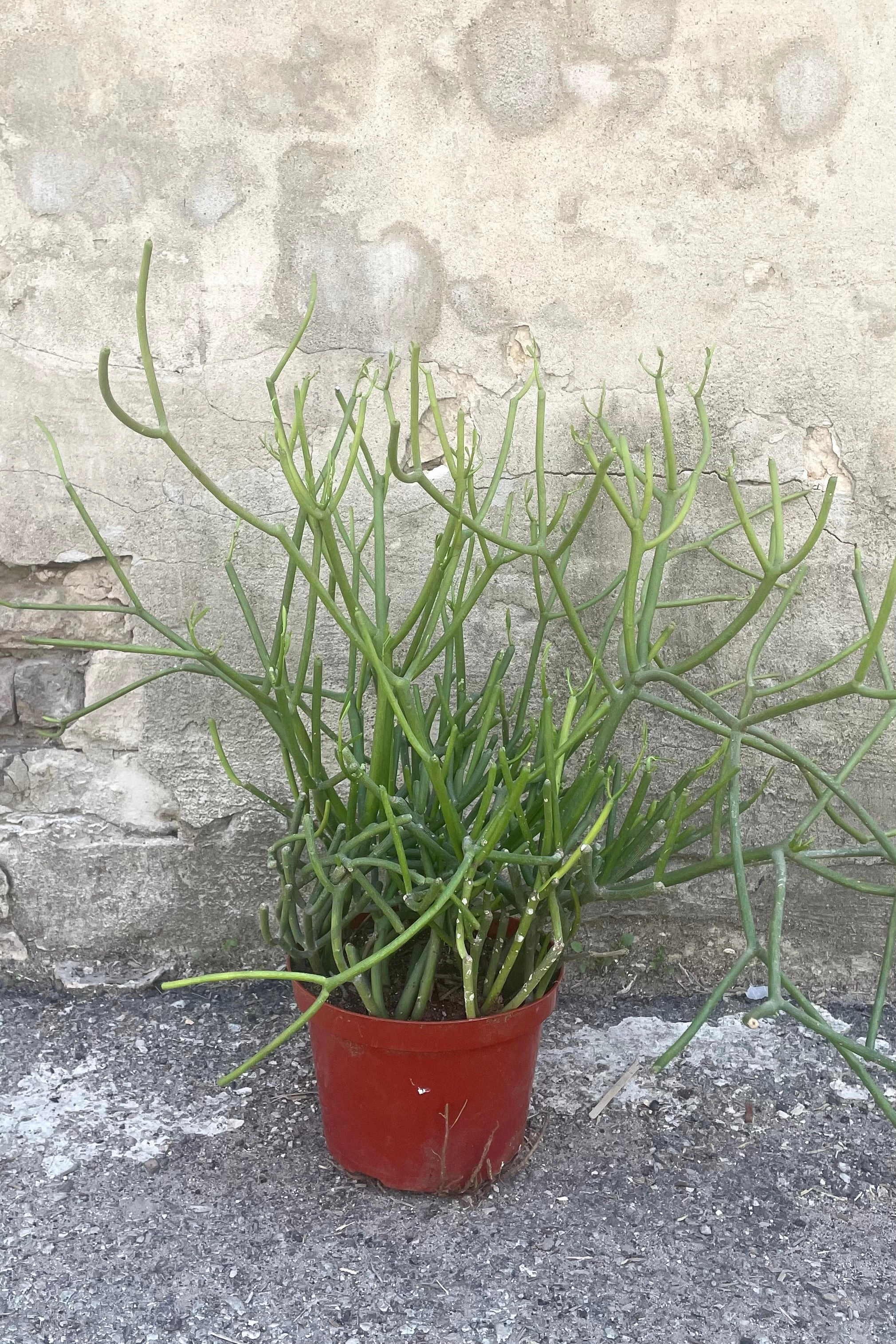 Euphorbia tirucalli "Pencil Cactus" 8"