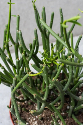 Euphorbia tirucalli "Pencil Cactus" 8" medium flower pot  
