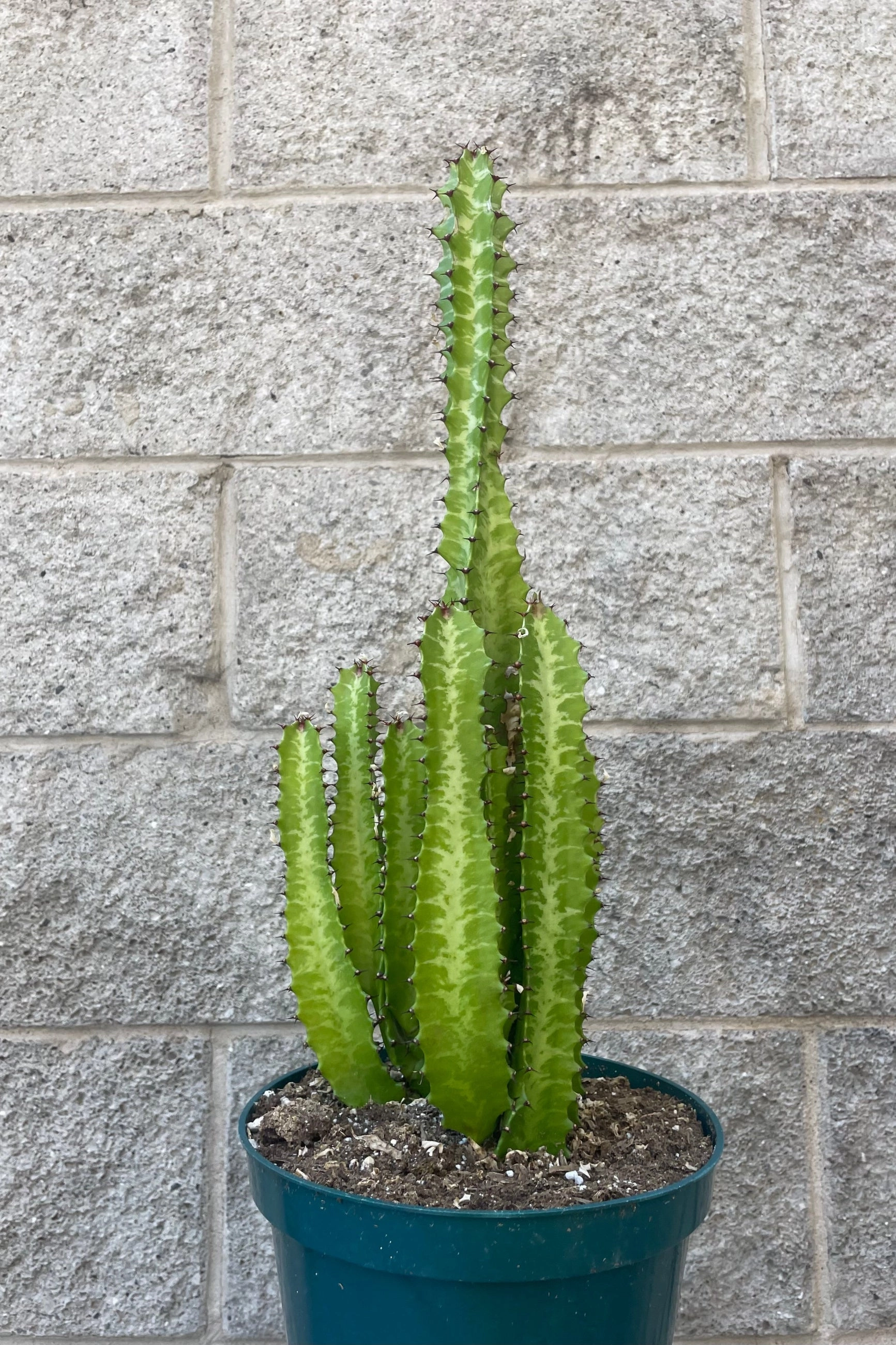 Euphorbia trigona 8" medium flower pot  