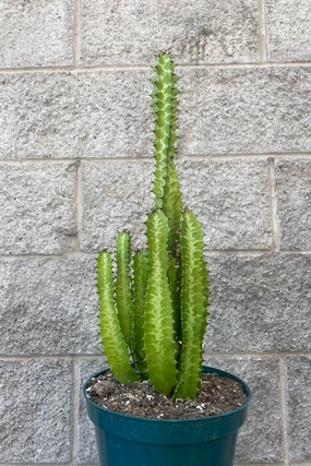 Euphorbia trigona 8" medium flower pot  