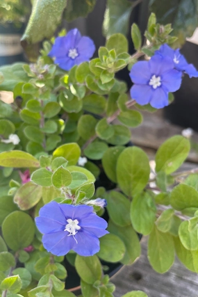 Evolvulus (assorted) 4.5" decorative flowerpot  