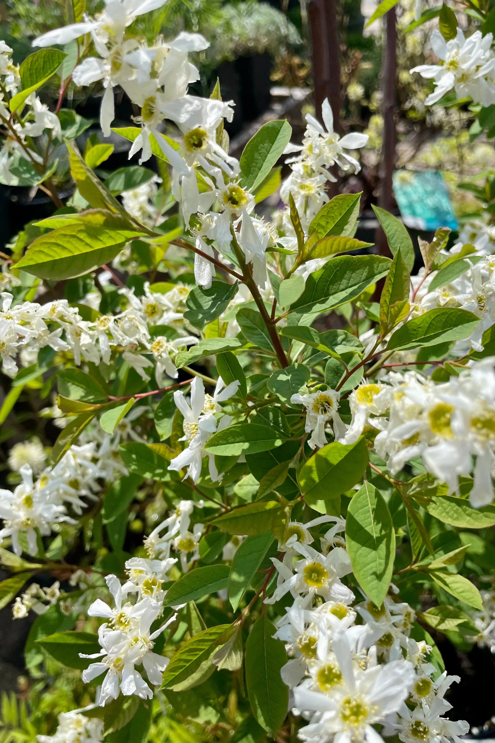Exochorda m. 'Lotus Moon' #2