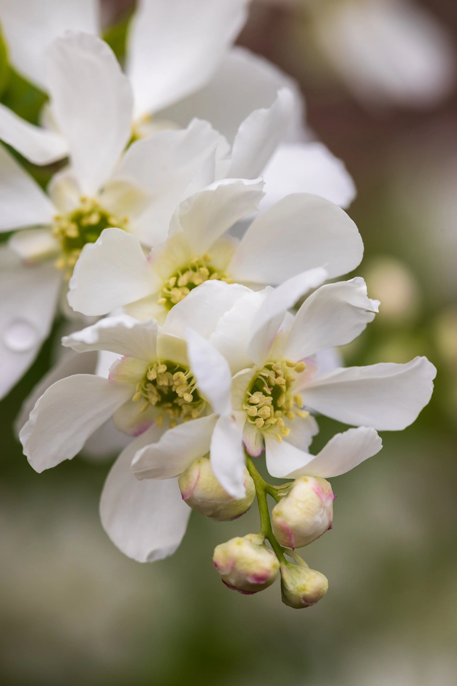 Exochorda m. 'Lotus Moon' #2