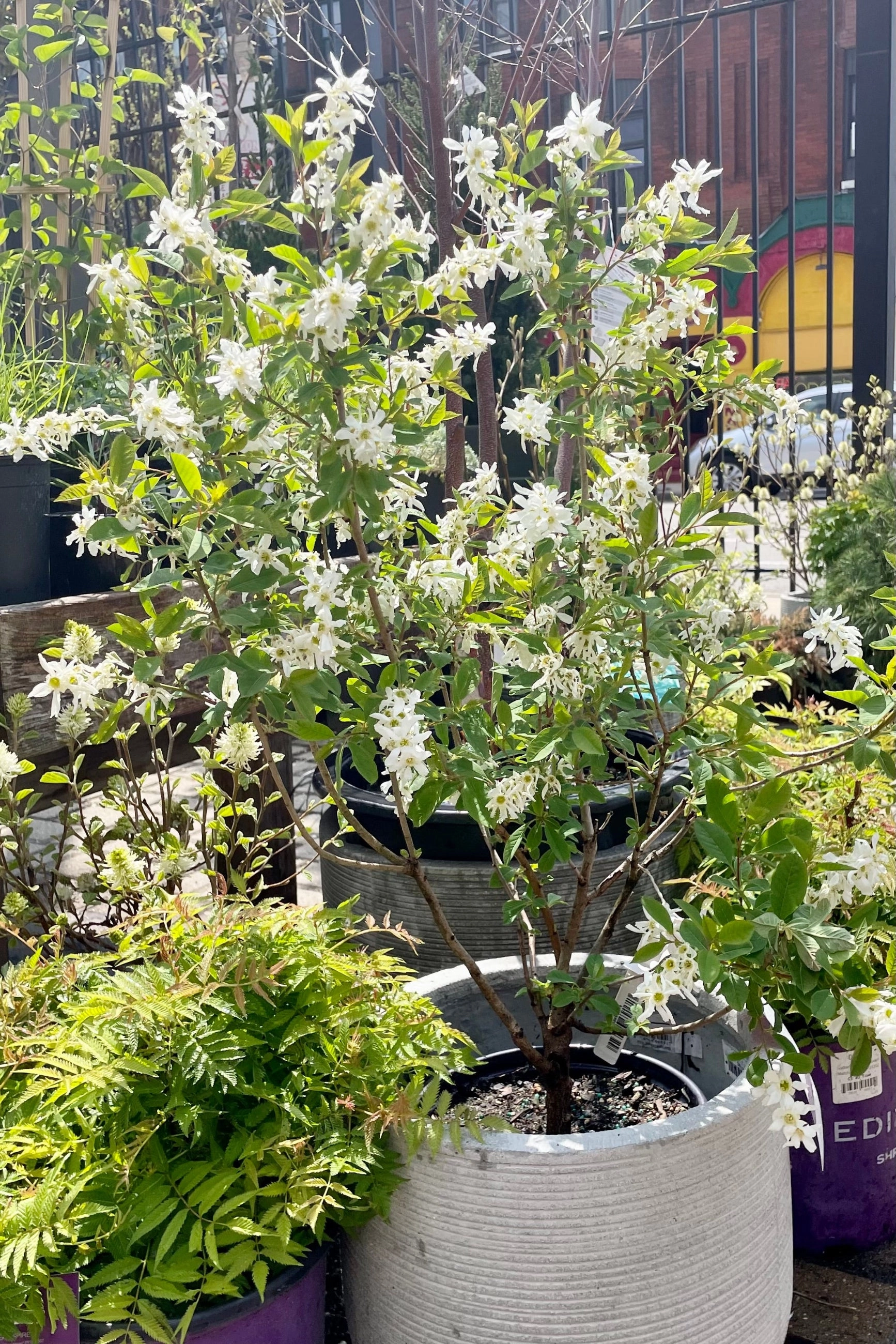 Exochorda m. 'Lotus Moon' #2
