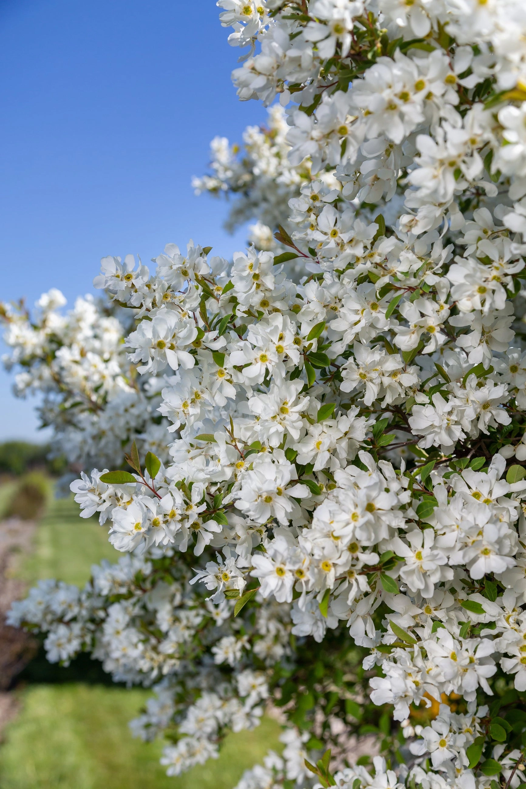 Exochorda m. 'Lotus Moon' #2