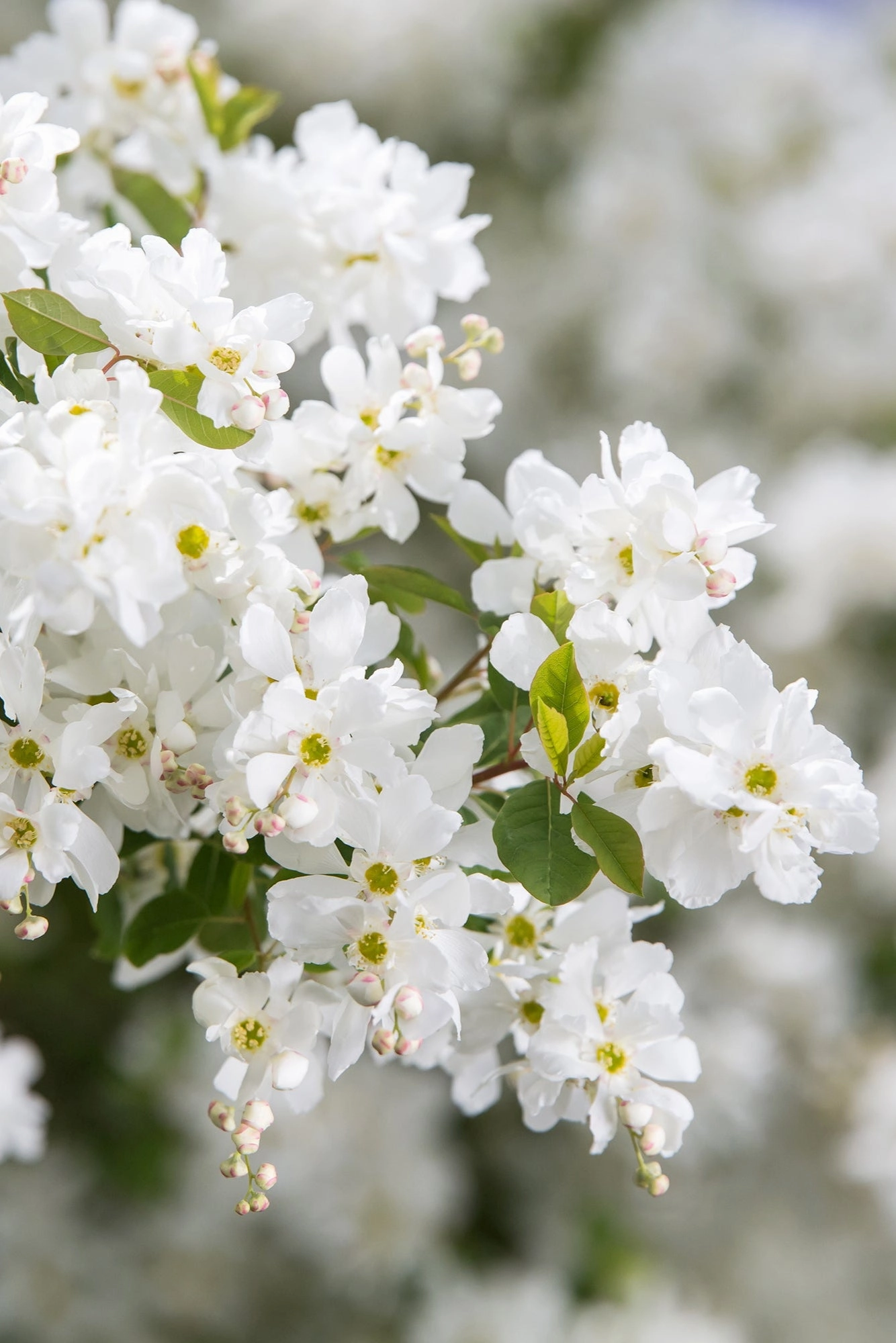 Exochorda m. 'Lotus Moon' #2