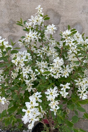 Exochorda m. 'Lotus Moon' #2 decorative flowerpot  