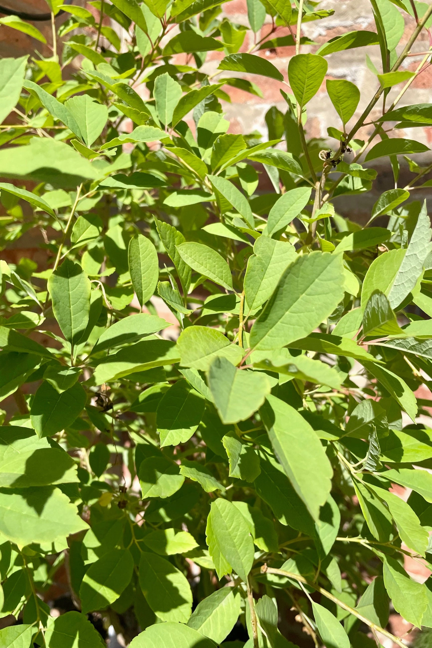 Exochorda m. 'Lotus Moon' #2