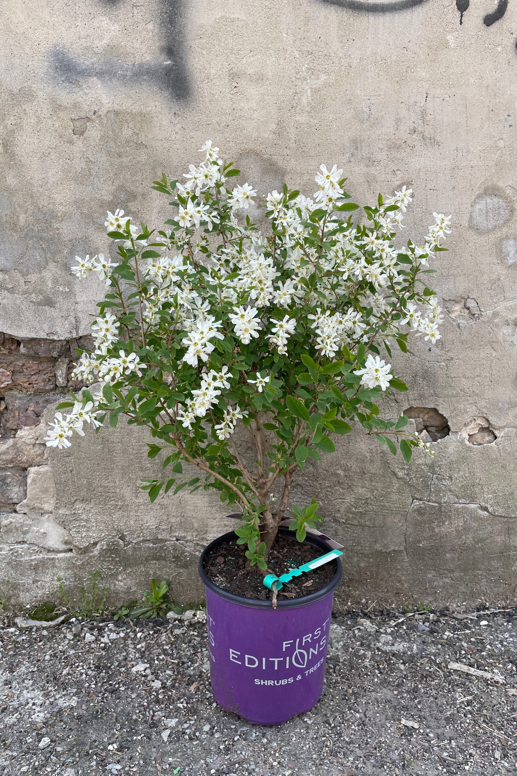 Exochorda m. 'Lotus Moon' #2
