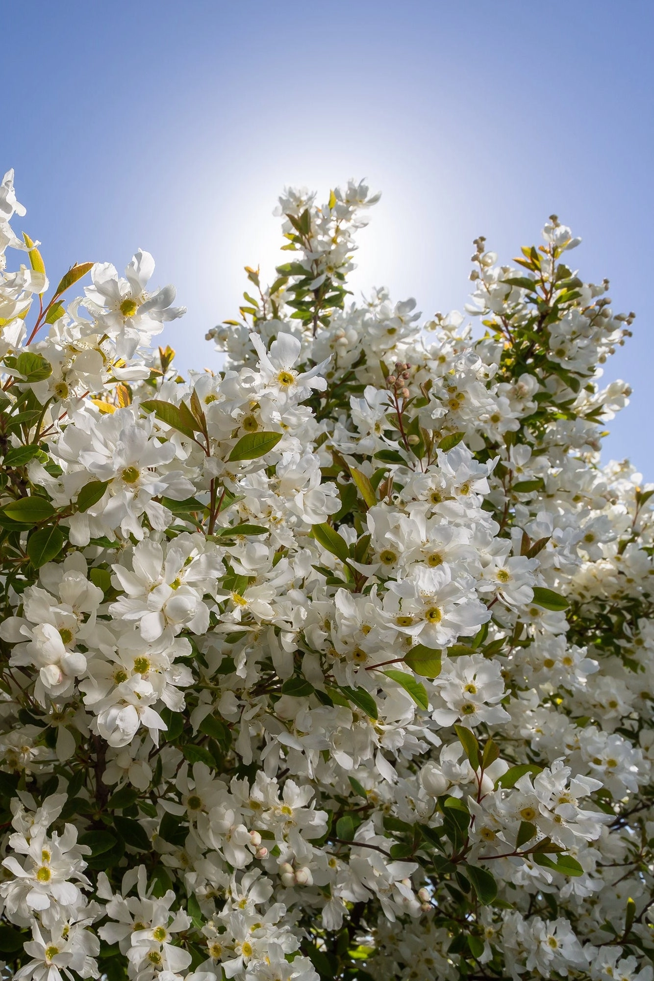 Exochorda m. 'Lotus Moon' #2