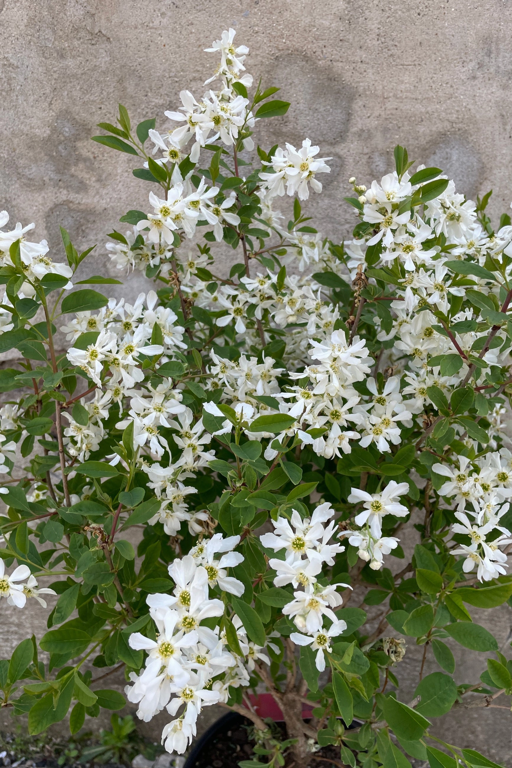 Exochorda m. 'Lotus Moon' #2 decorative flowerpot  