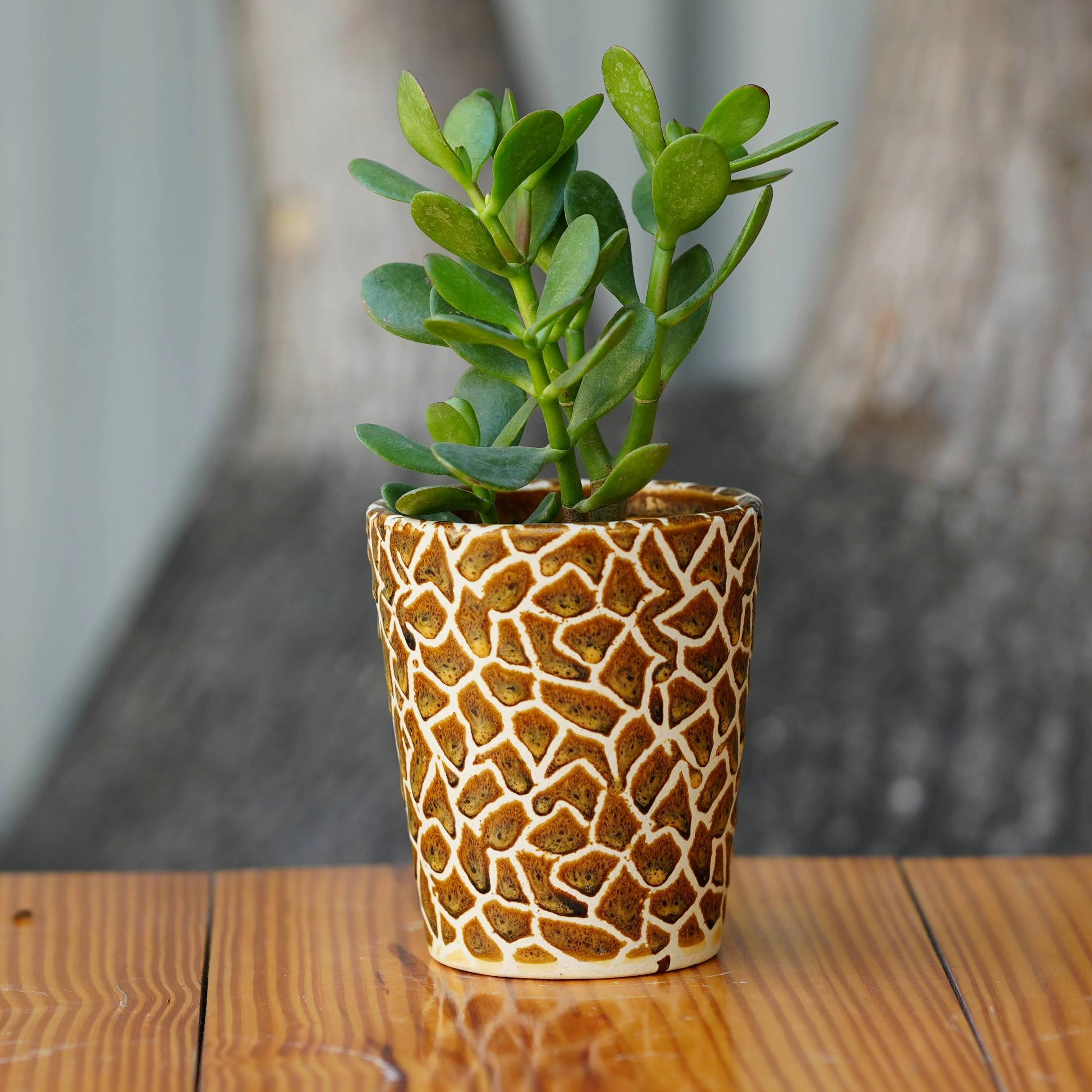 Exotic Giraffe Print Ceramic Pot