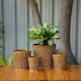Exotic Giraffe Print Ceramic Pot cactus succulent plant  