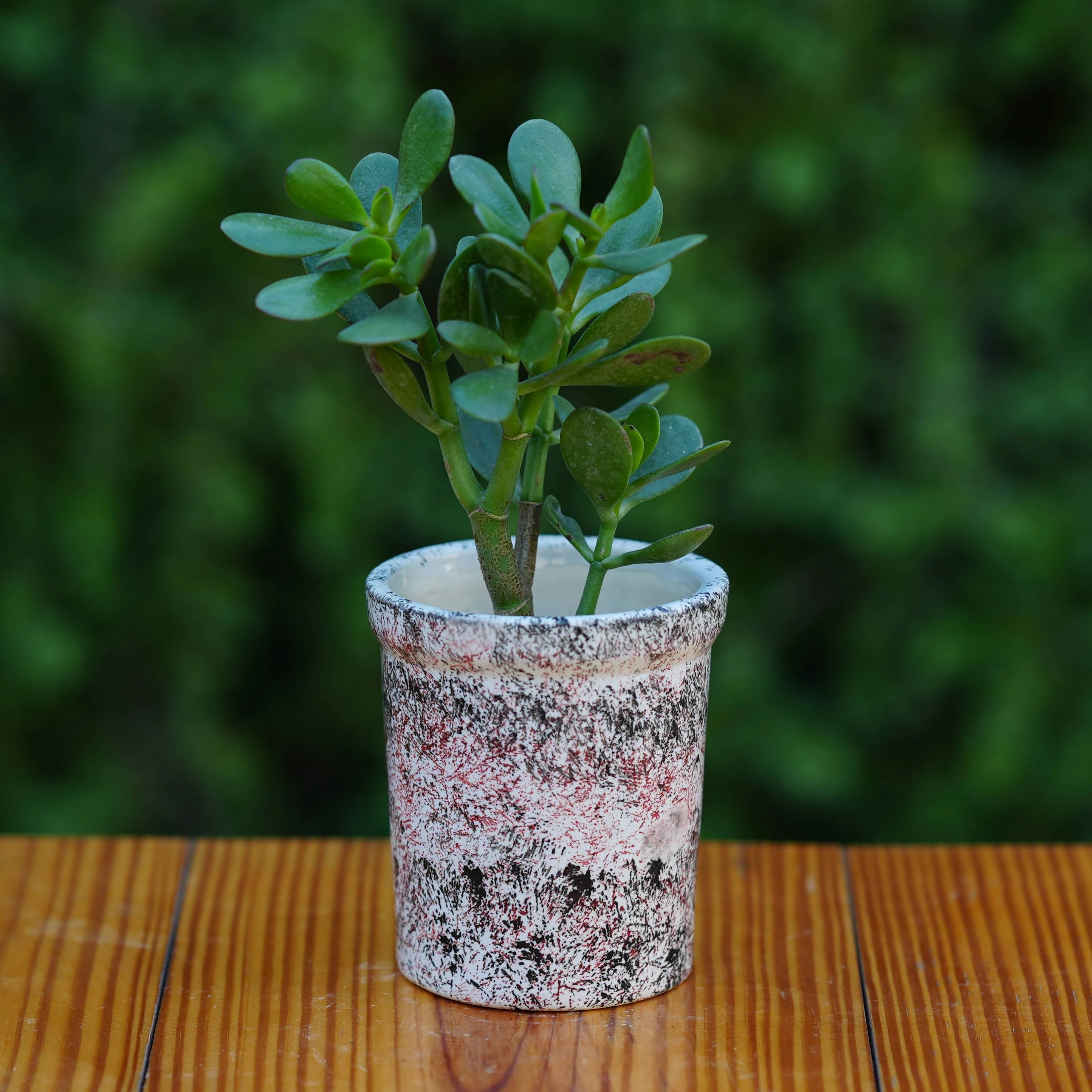Expressive Splatter Paint Ceramic Planter hanging green plant  