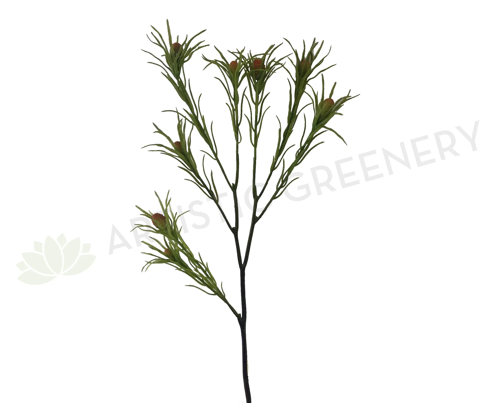 F-ASB-L-25 Leucadendron 65cm Green dried green plant  