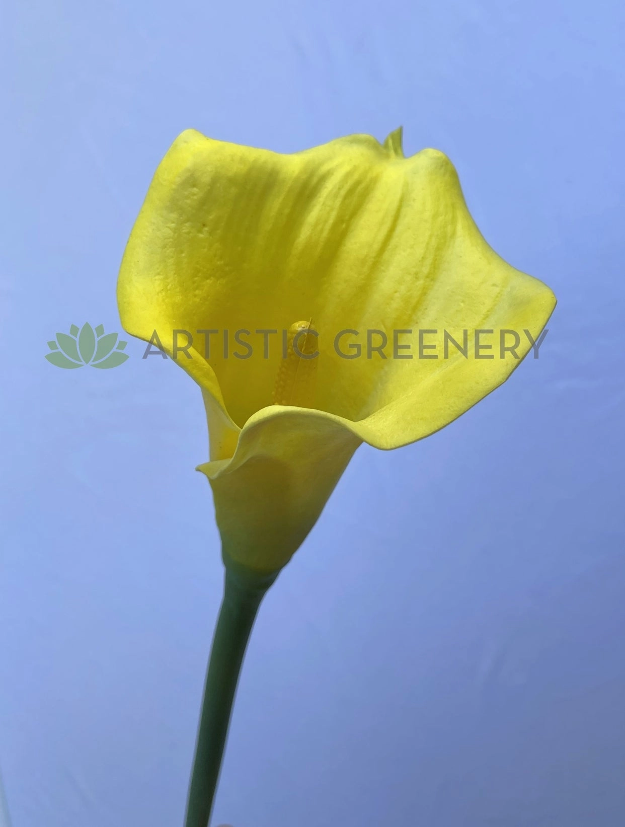 F0008 Calla Lily / Arum Lily Stem 67cm Yellow